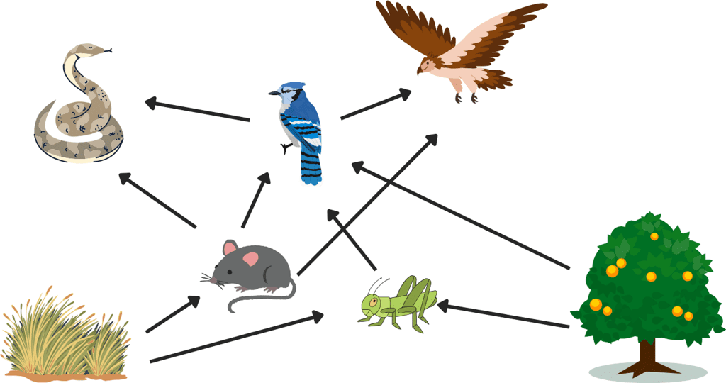 Food Web