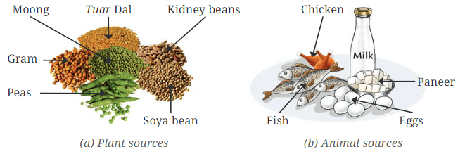 Mindful Eating: A Path to a Healthy Body Chapter Notes | Chapter Notes For Class 6