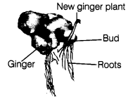 Class 7 Science Chapter 8 Question Answers - Reproduction in Plants