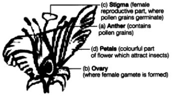 Class 7 Science Chapter 8 HOTS Questions - Reproduction in Plants