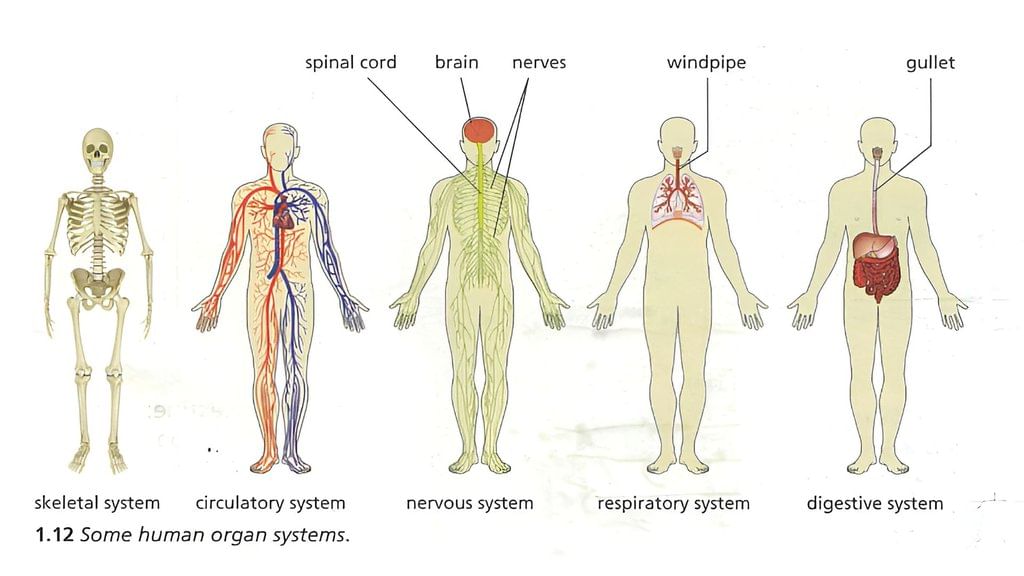 Organisms and Cells Chapter Notes | IGCSE Cambridge Science for Year 6 - Class 6