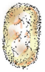 NCERT Exemplar Solutions: Fibre to Fabric | Advance Learner Course: Science Class 6