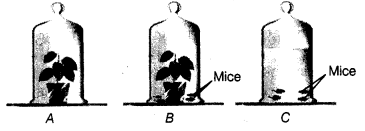 Class 7 Science Chapter 6 Question Answers - Respiration in Organisms