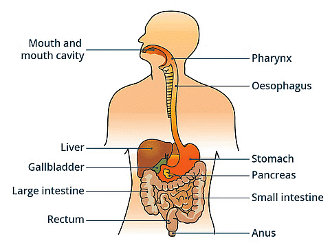 Short Notes: Nutrition in Animals | Science Class 7 (Old NCERT)