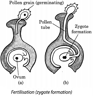 Class 7 Science Chapter 8 Question Answers - Reproduction in Plants