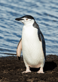 Weather, Climate and Adaptations of Animal Class 7 Notes Science