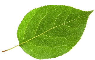 Olympiad Notes: Getting to Know Plants | Science Olympiad Class 6