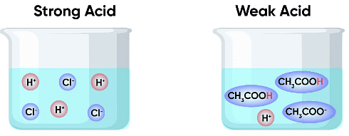 Acids, Bases and Salts Class 7 Notes Science Chapter 2