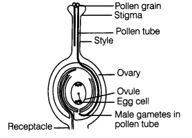 Class 7 Science Chapter 8 Question Answers - Reproduction in Plants