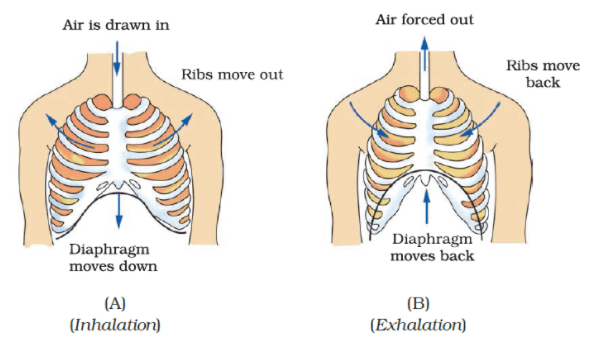 NCERT Exemplar Solutions: Respiration in Organisms | Science Class 7 (Old NCERT)