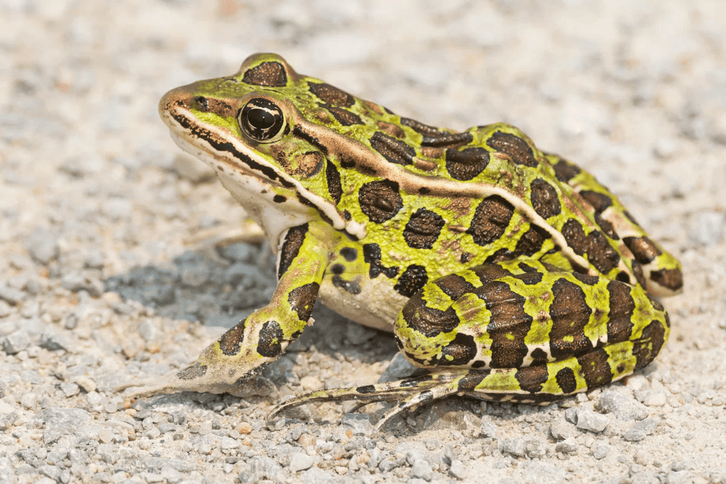 MCQ & Extra Questions: Diversity in the Living World | Science for Class 6