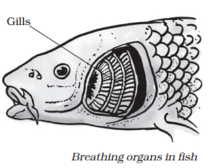 Respiration in Organisms Summary Class 7 NCERT Summary Chapter 6