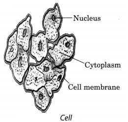 Class 7 Science Chapter 1 Question Answers - Nutrition in Plants