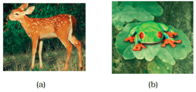 NCERT Exemplar Solutions: The Living Organisms - Characteristics & Habitats | Science for Class 6