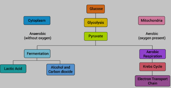 Respiration in Organisms Class 7 Notes Science Chapter 6
