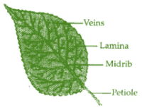 NCERT Exemplar Solutions: Getting to know plants | Science for Class 6