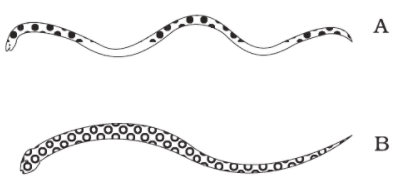 NCERT Exemplar Solutions: Body Movements | Science Olympiad Class 6