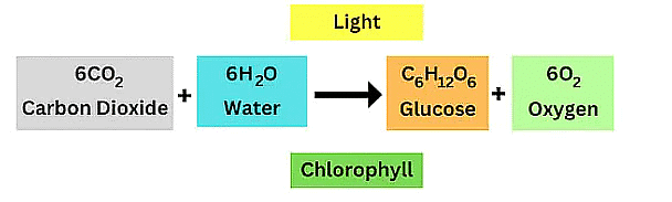 Short Notes: Nutrition in plants | Science Class 7 (Old NCERT)