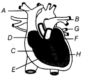Class 7 Science Chapter 7 Question Answers - Transportation in Animals and Plants