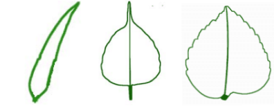 NCERT Exemplar Solutions: Getting to know plants | Science for Class 6
