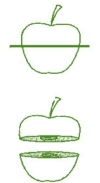 NCERT Solutions for Class 8 Maths - Visualising Solid Shapes- 2