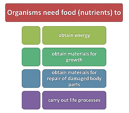 Short Notes: Nutrition in plants | Science Class 7 (Old NCERT)