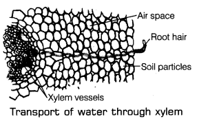Class 7 Science Chapter 7 Question Answers - Transportation in Animals and Plants