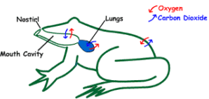 Respiration in Organisms Class 7 Notes Science Chapter 6