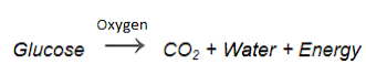 Respiration in Organisms Summary Class 7 NCERT Summary Chapter 6