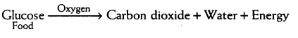 Class 7 Science Chapter 6 Question Answers - Respiration in Organisms