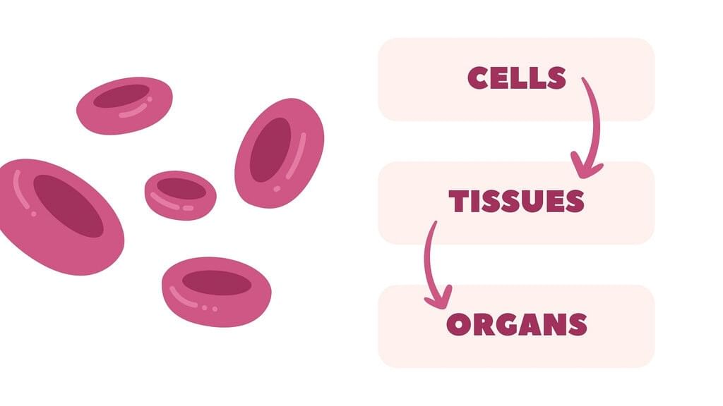 Organisms and Cells Chapter Notes | IGCSE Cambridge Science for Year 6 - Class 6