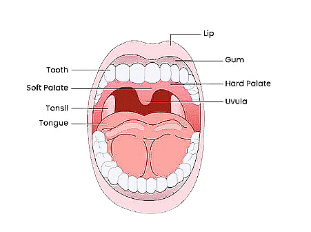 Short Notes: Nutrition in Animals | Science Class 7 (Old NCERT)
