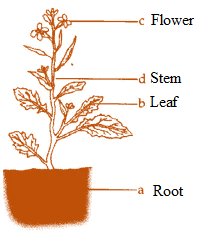 NCERT Exemplar Solutions: Getting to know plants | Science for Class 6