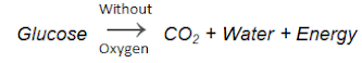 Respiration in Organisms Summary Class 7 NCERT Summary Chapter 6