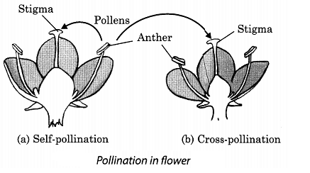 Class 7 Science Chapter 8 Question Answers - Reproduction in Plants