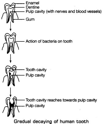 Class 7 Science Chapter 2 Question Answers - Nutrition in Animals