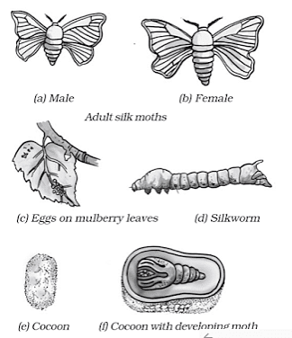 Fibre to Fabric Summary Class 7 NCERT Summary