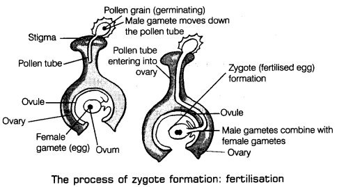 Class 7 Science Chapter 8 Question Answers - Reproduction in Plants