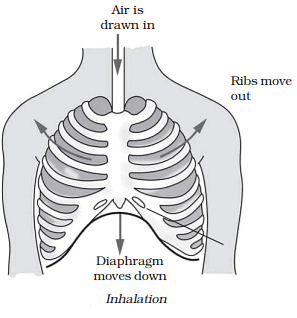Respiration in Organisms Summary Class 7 NCERT Summary Chapter 6
