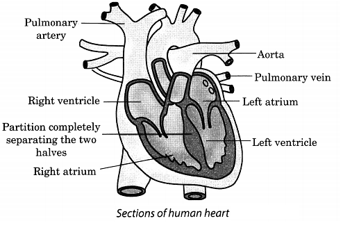Class 7 Science Chapter 7 Question Answers - Transportation in Animals and Plants