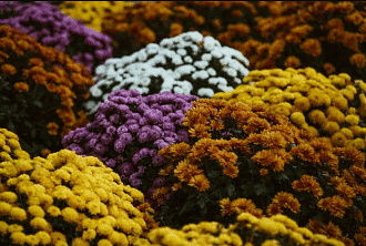 Olympiad Notes: Getting to Know Plants | Science Olympiad Class 6