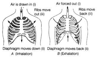 Class 7 Science Chapter 6 HOTS Questions - Respiration in Organisms