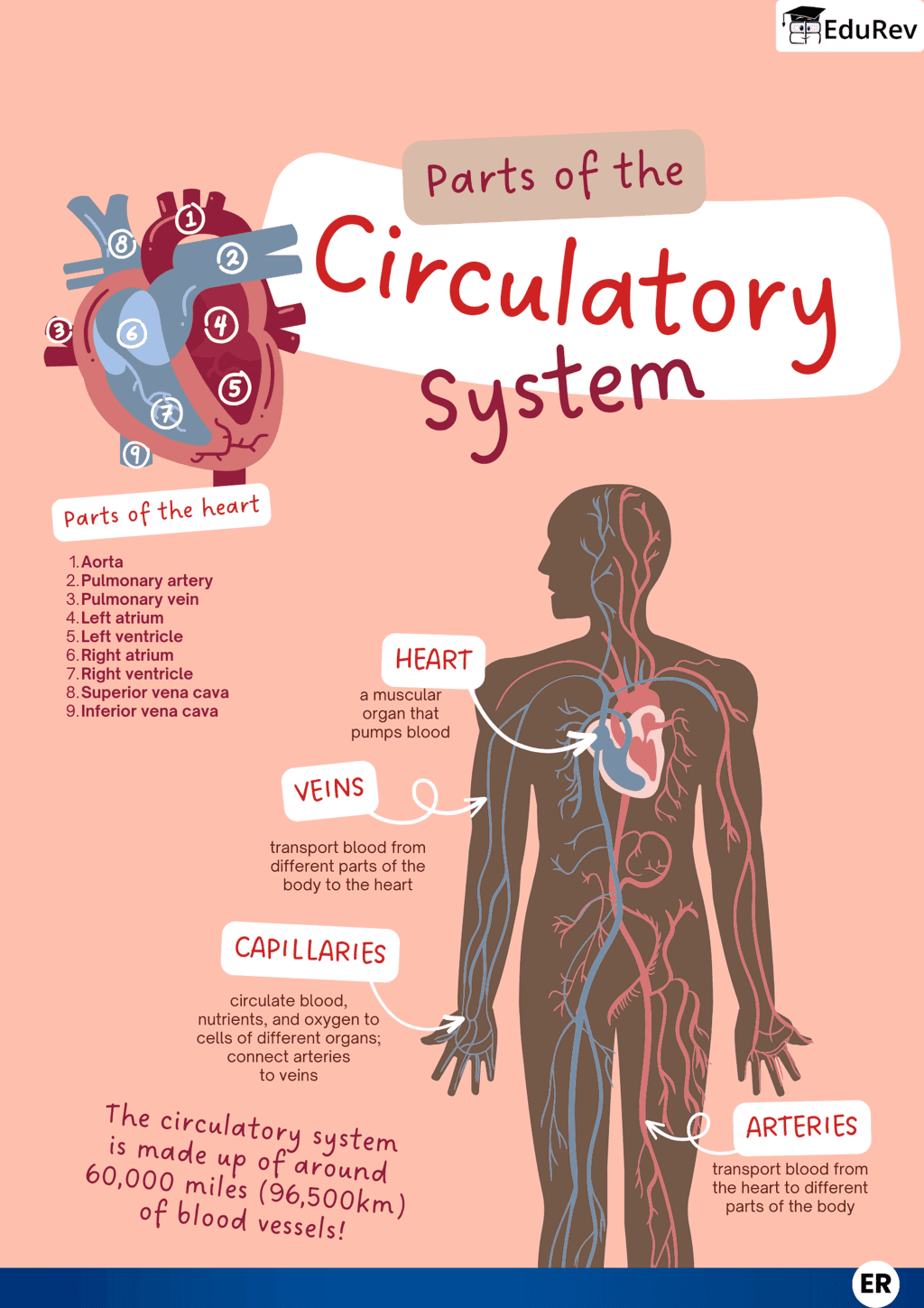 Class 7 Science Chapter 9 Infographics - Human Circulatory System