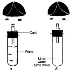Class 7 Science Chapter 6 HOTS Questions - Respiration in Organisms