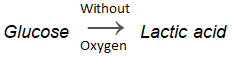 Respiration in Organisms Summary Class 7 NCERT Summary Chapter 6
