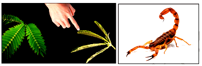 Living Creatures: Exploring their Characteristics Chapter Notes | Science Class 6