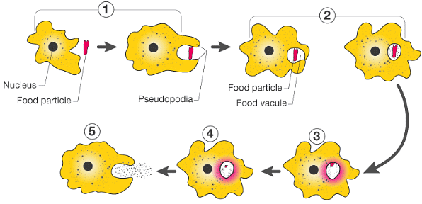 Exercises: Nutrition in Animals | Class 7 Oxford Science: Chapter Notes, Worksheets & Tests