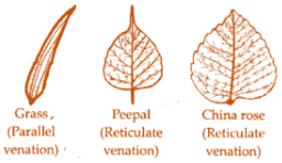 NCERT Exemplar Solutions: Getting to know plants | Science for Class 6