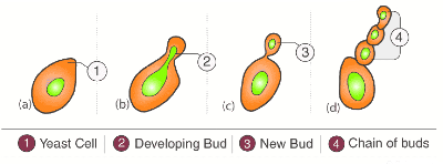 Unit Test (Solutions): Reproduction in Plants | Science Class 7 (Old NCERT)