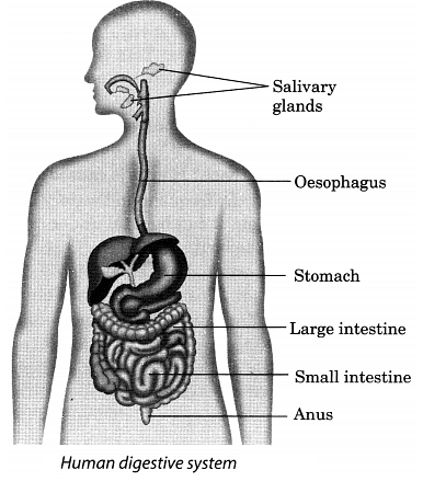Class 7 Science Chapter 2 Question Answers - Nutrition in Animals
